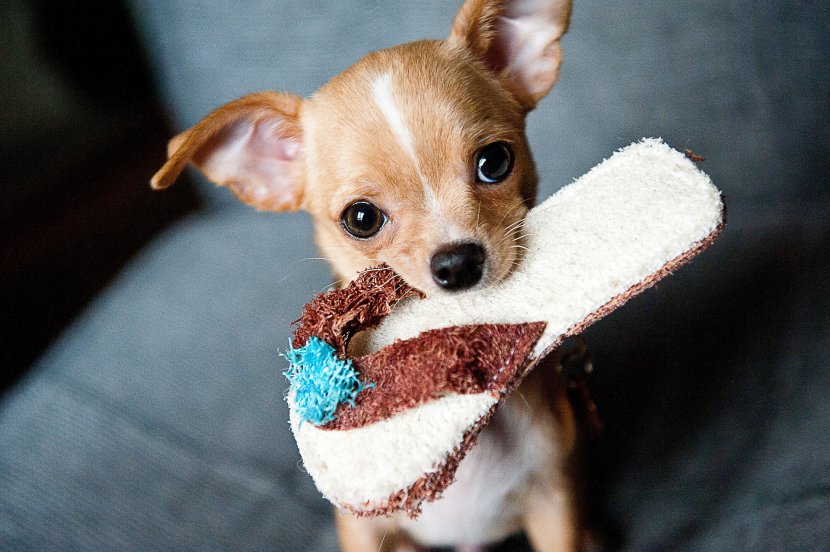 Czym karmić Chihuahua