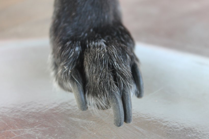 Obcinanie paznokci psu